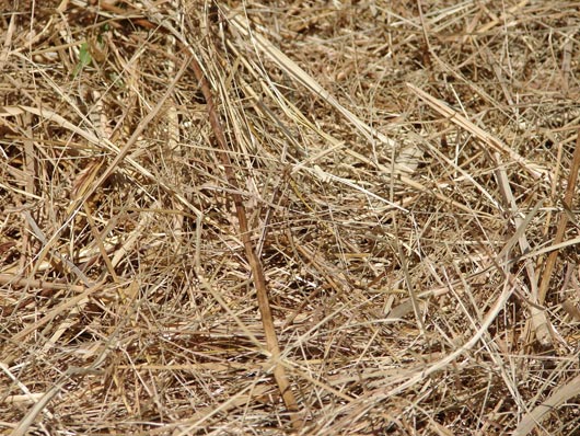 Straw Hay Farm Texture