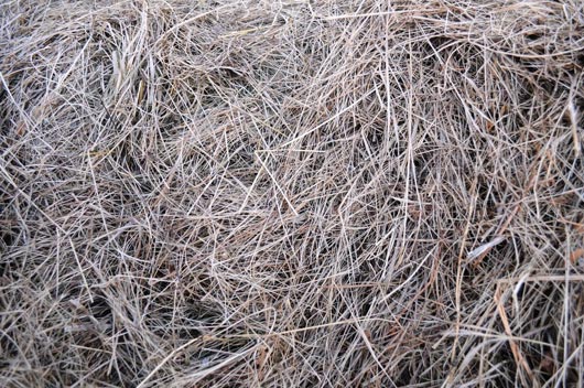 The texture of the hay