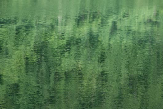 liquid water forest reflection free texture texture