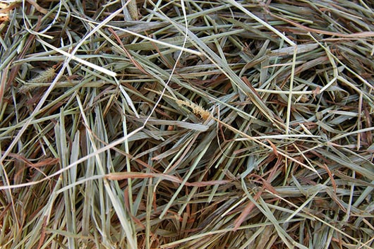 hay texture