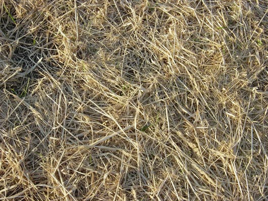 Strewn Hay New Grass Texture